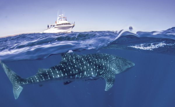 ©Exmouth Dive and Whalesharks Ningaloo