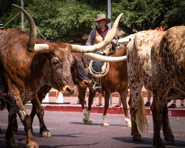 Fort Worth - (c) Travel Texas