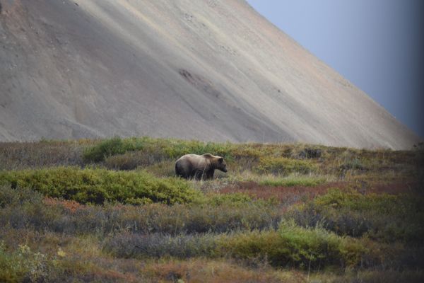 Denali NP - Grizzly