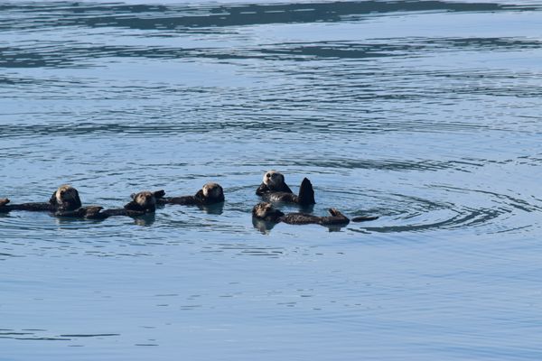 Otters Seward