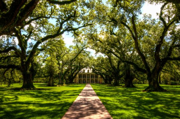 Oak Alley