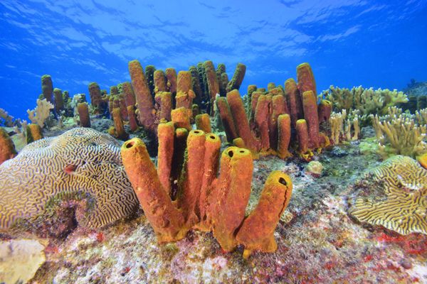 ©Comité du Tourisme des Îles de Guadeloupe