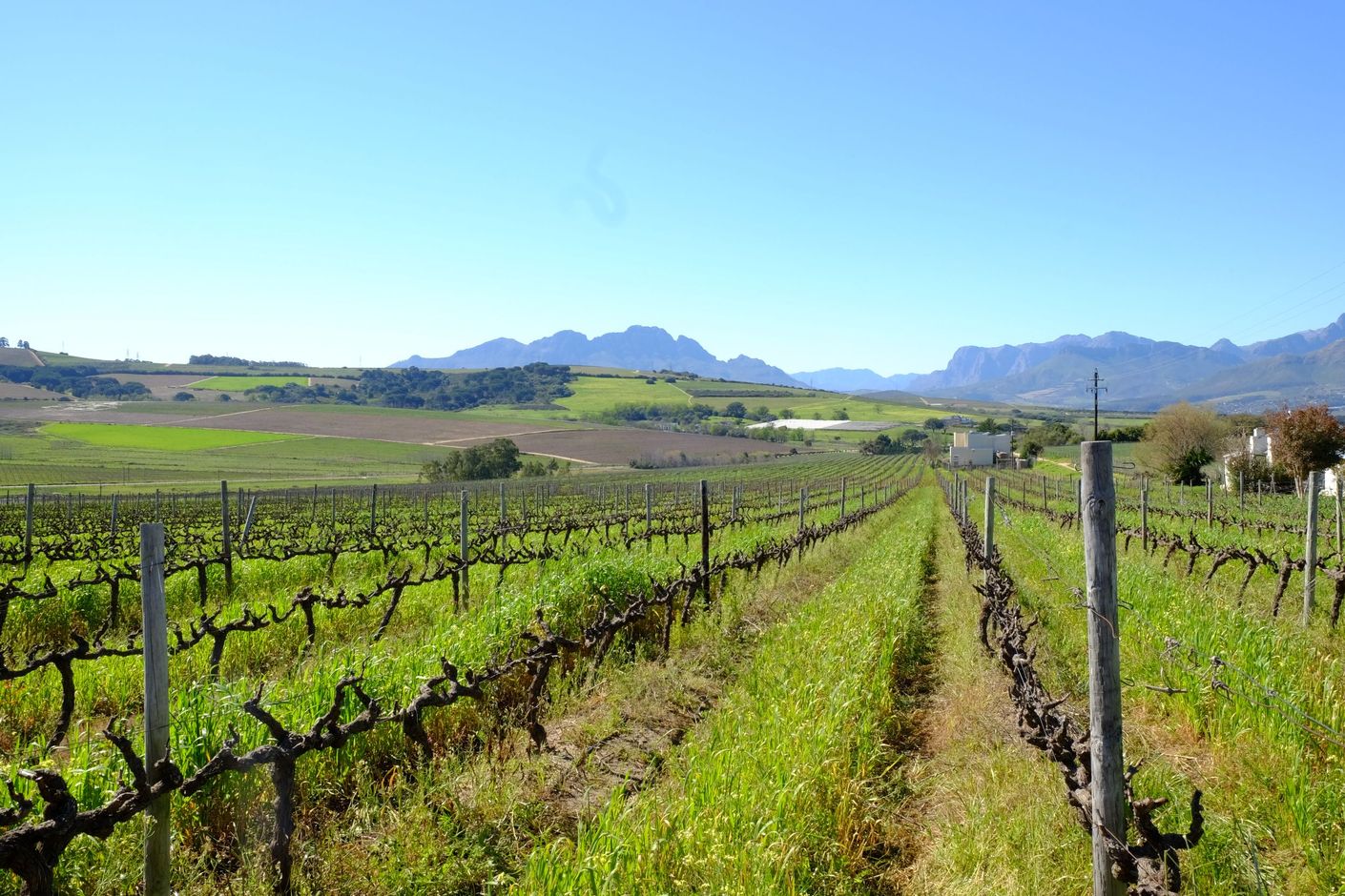 Wijnregio Zuid-Afrika