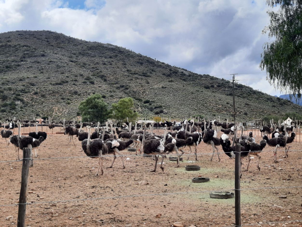 struisvogelboerderij in Oudsthoorn, Zuid-Afrika