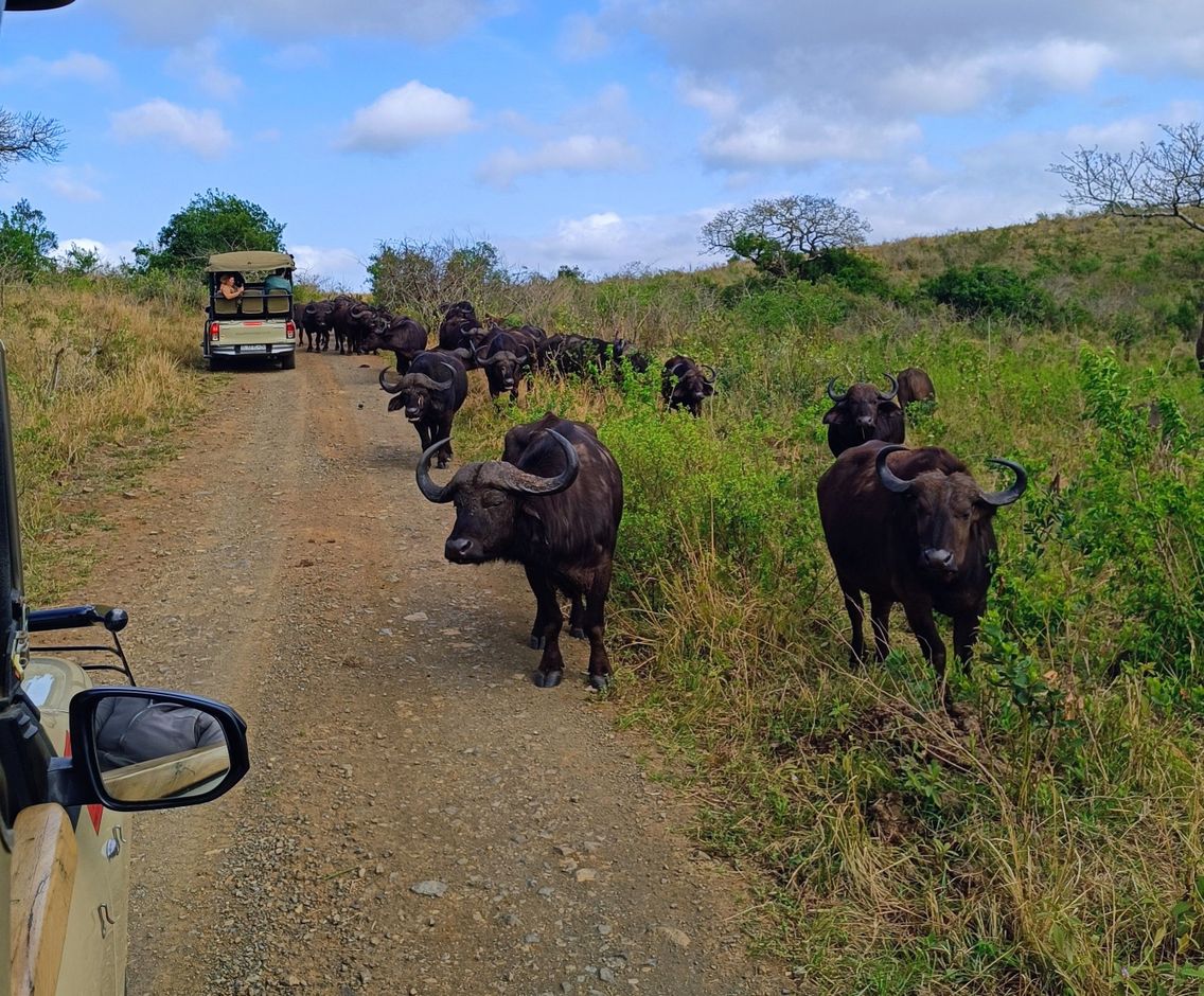 safari kwazulu natal