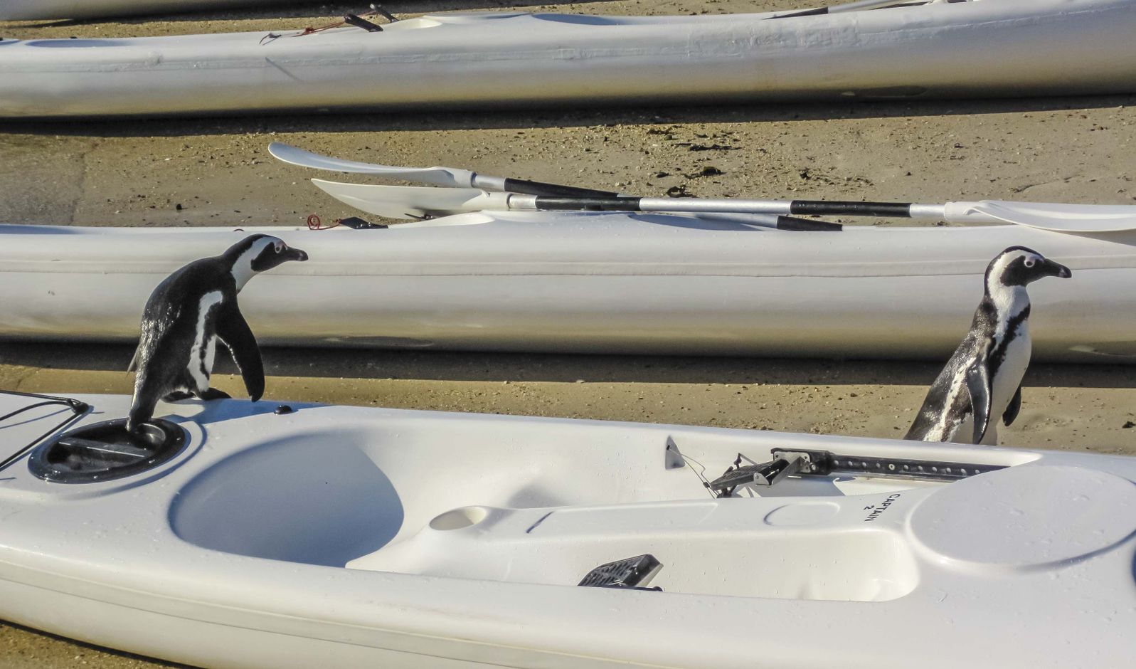 Kayak met pinguins - Simon&#039;s Town