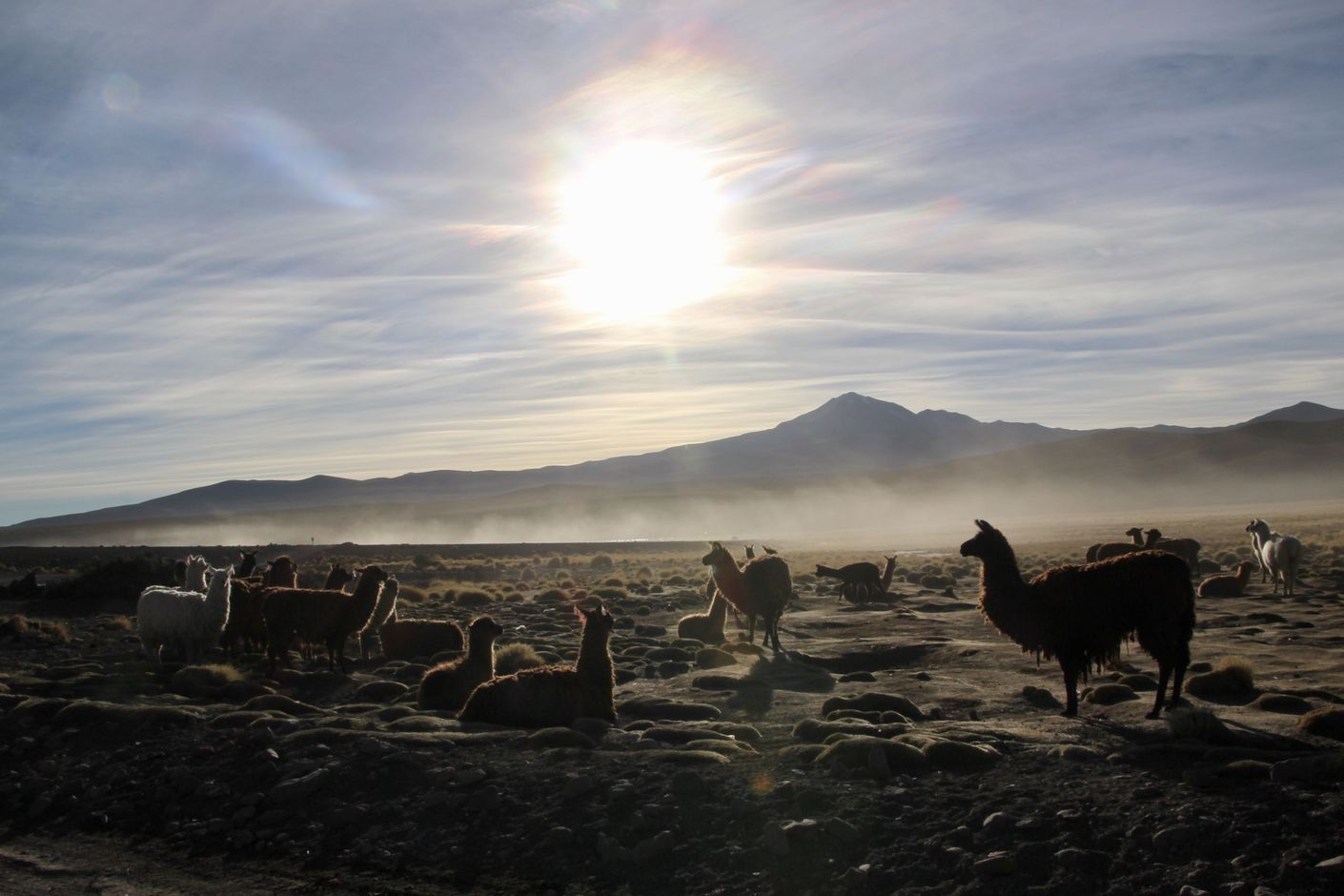 Lama&#039;s in de Altiplano Bolivia