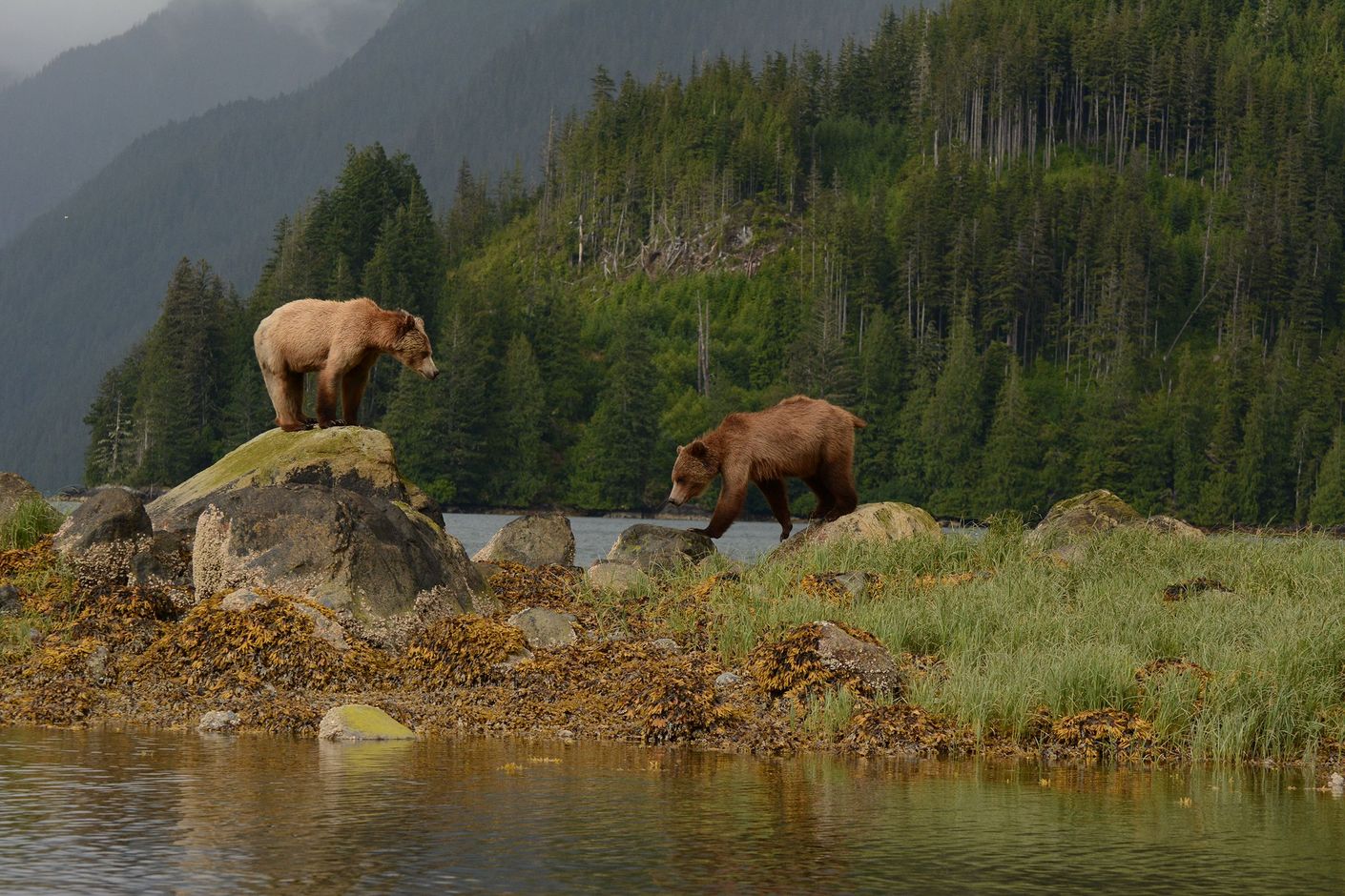 Grizzly's
