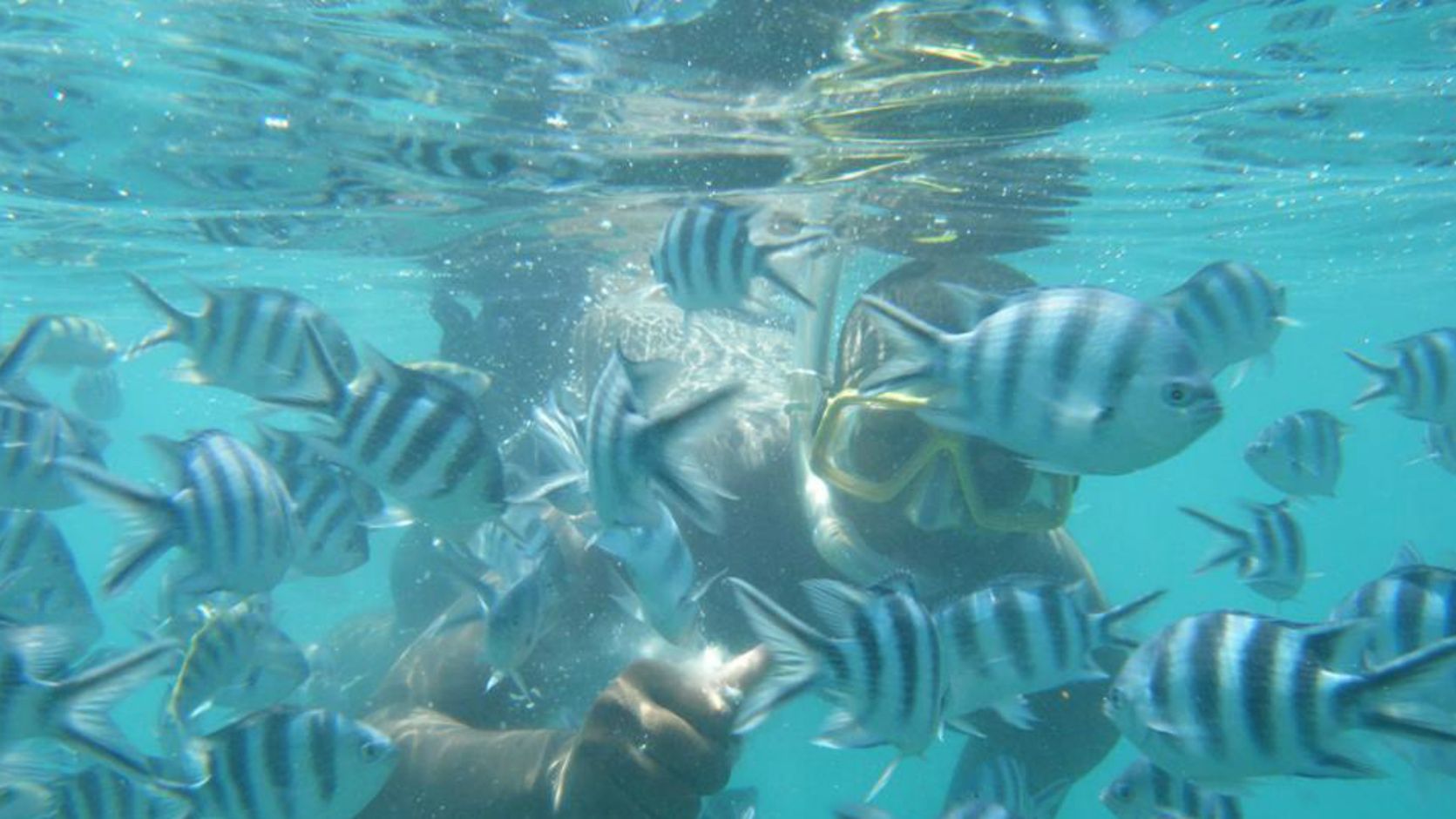 Snorkelen Zanzibar