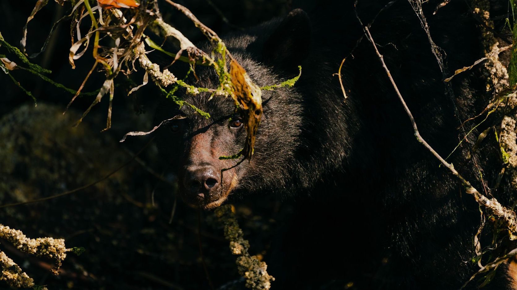 Zwarte beer langs de kust in Tofino, BC