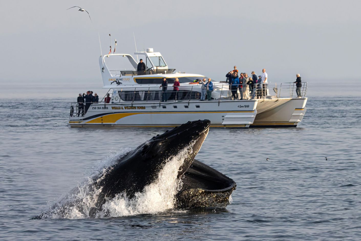 Walvissen spotten vanuit Victoria