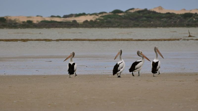 vogels spotten op reis in zuid australie