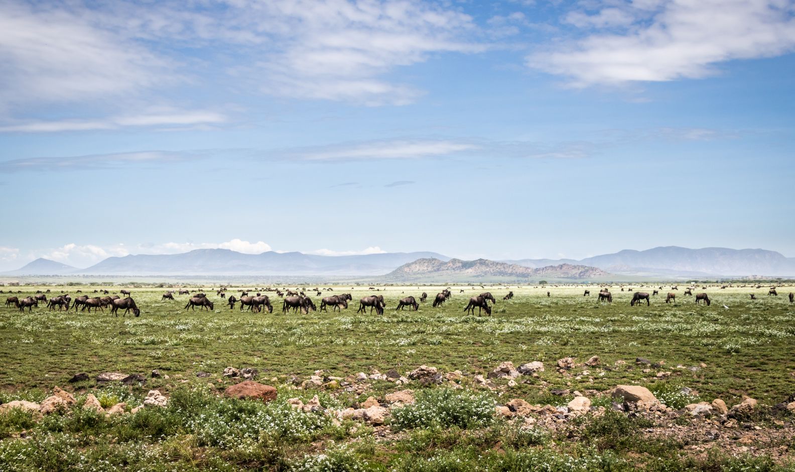 Kalverseizoen the Great Migration Serengeti Tanzania Kenia