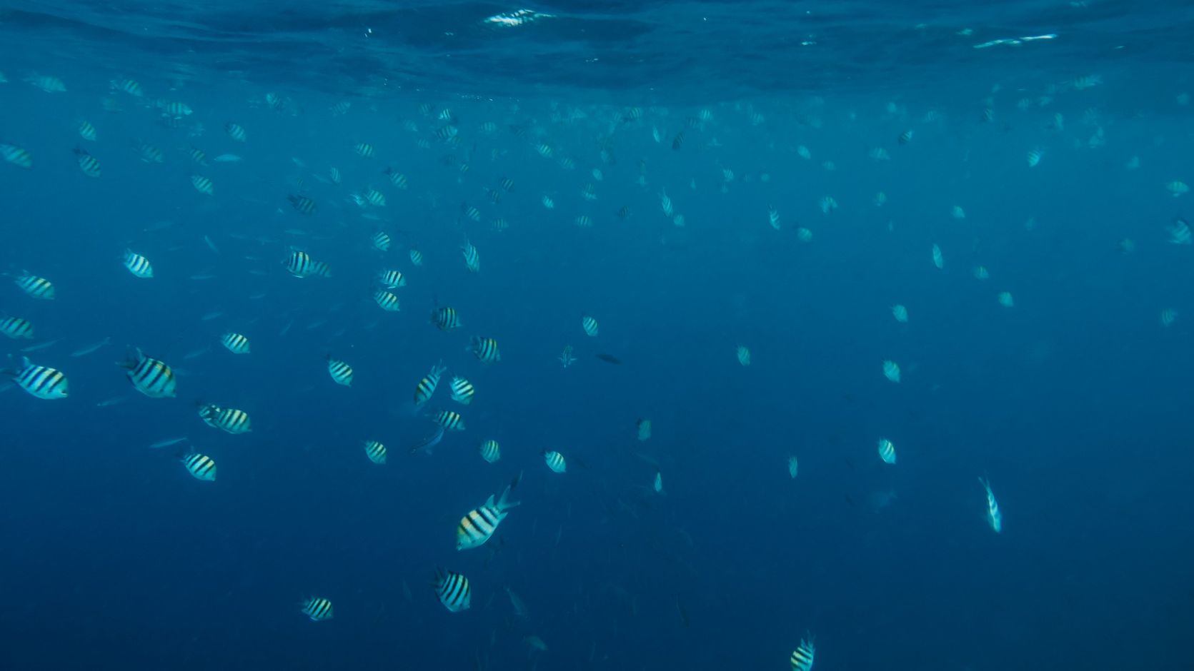 Snorkelen Zanzibar Mnemba Atoll 
