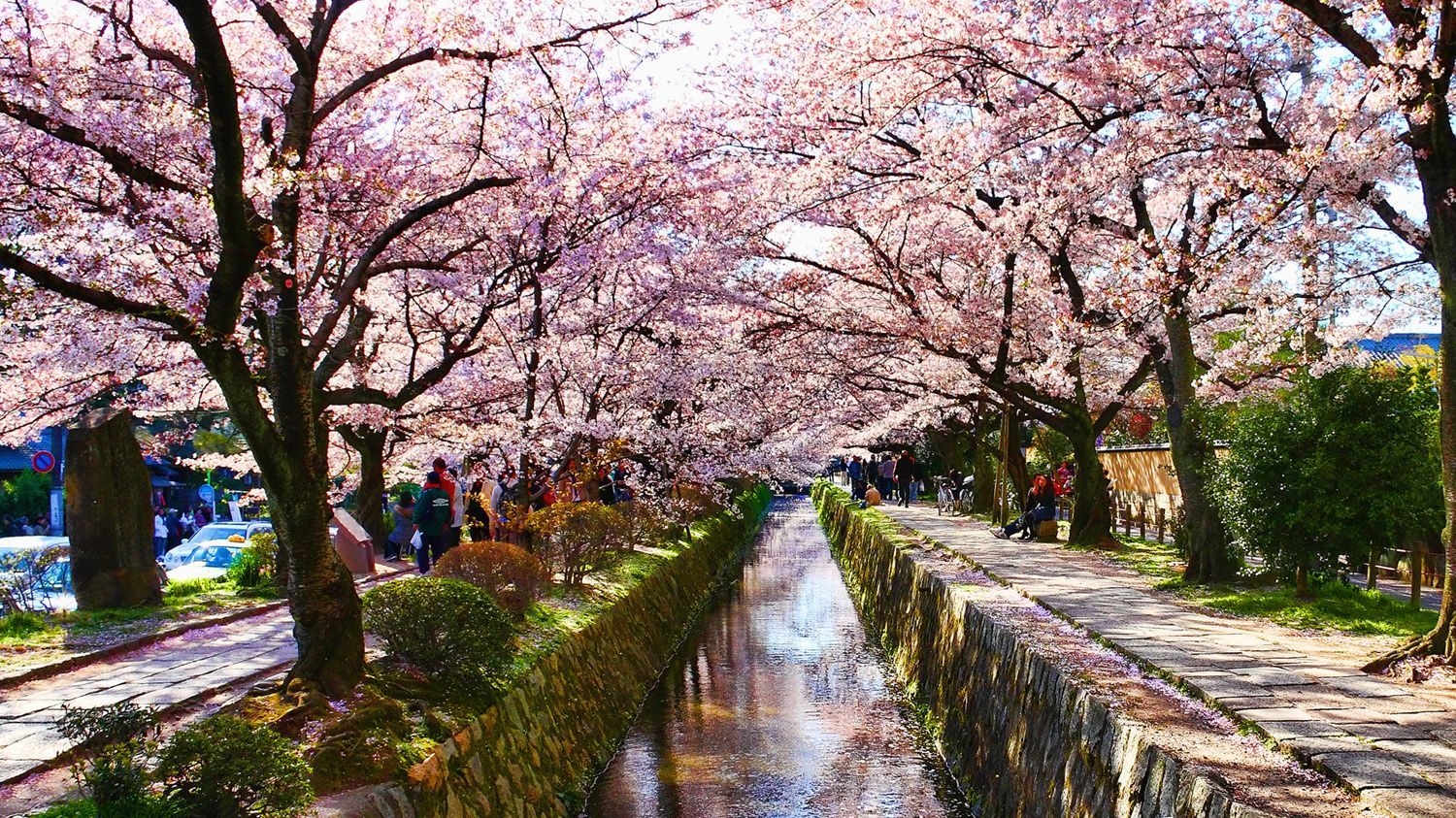 Kerselaars in bloei in Japan