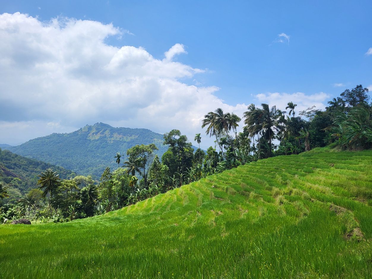 Sri Lanka Pekoe Trail