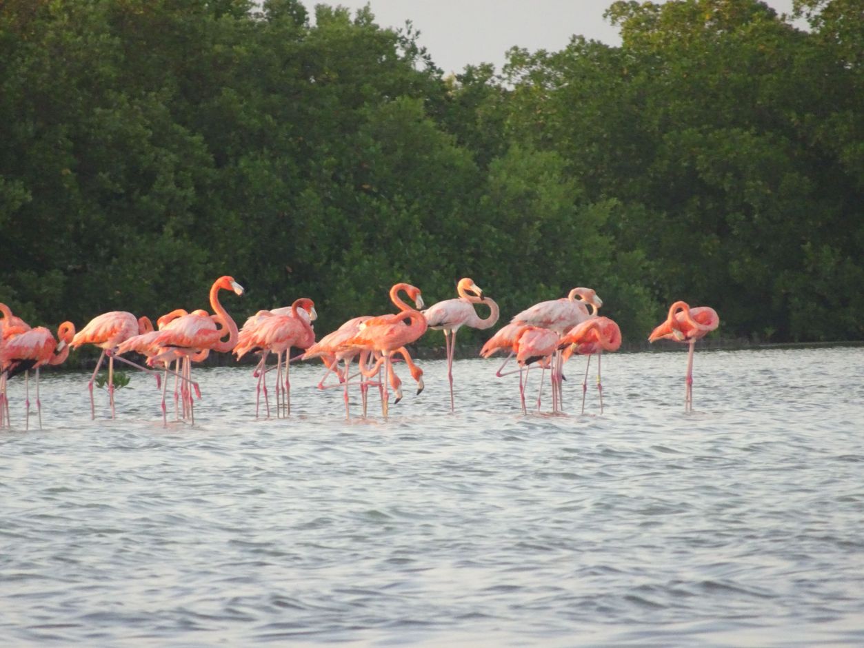 Rio Lagartos flamingo&#039;s