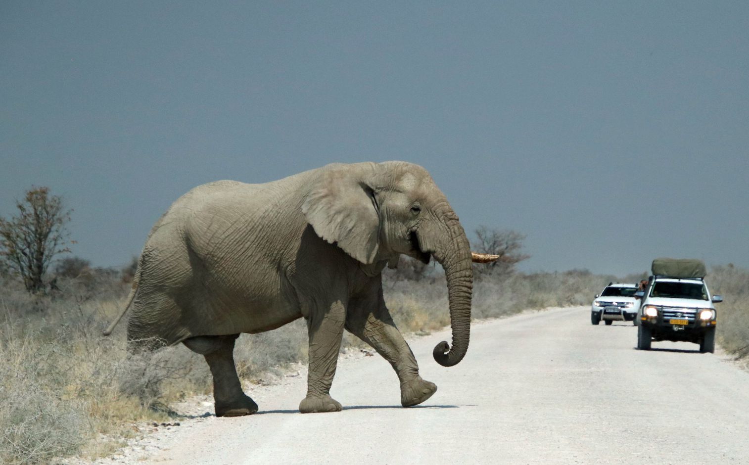 Namibie olifant