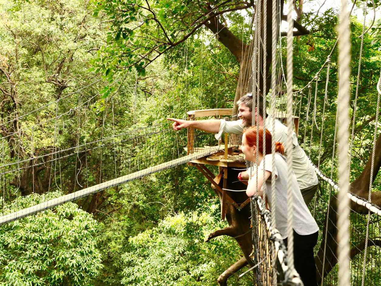 Treetop walkway