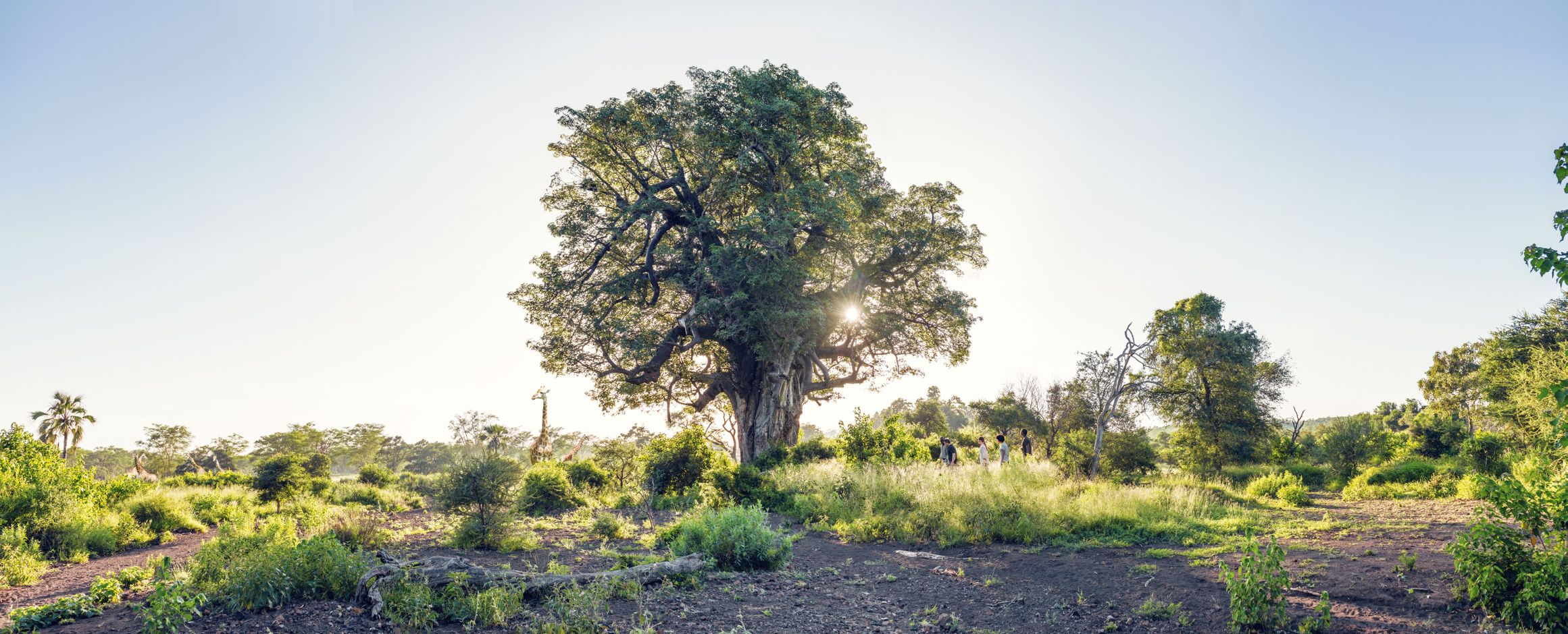 Zuid-Afrika Baobab