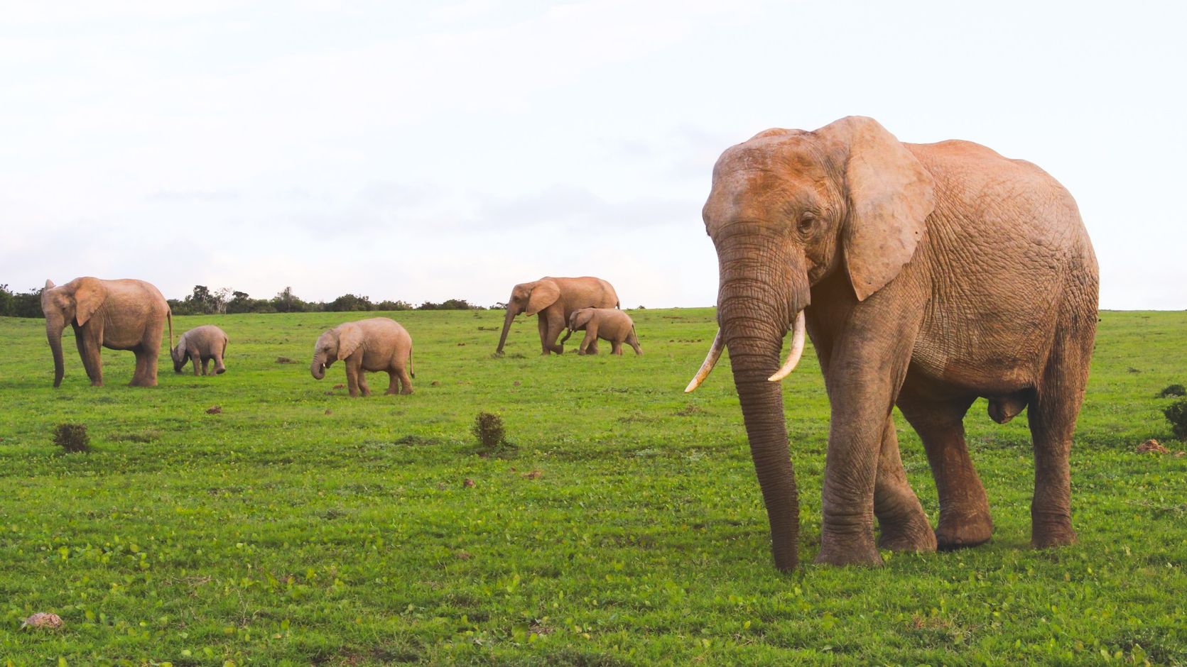 Olifanten in Addo Elephant Park