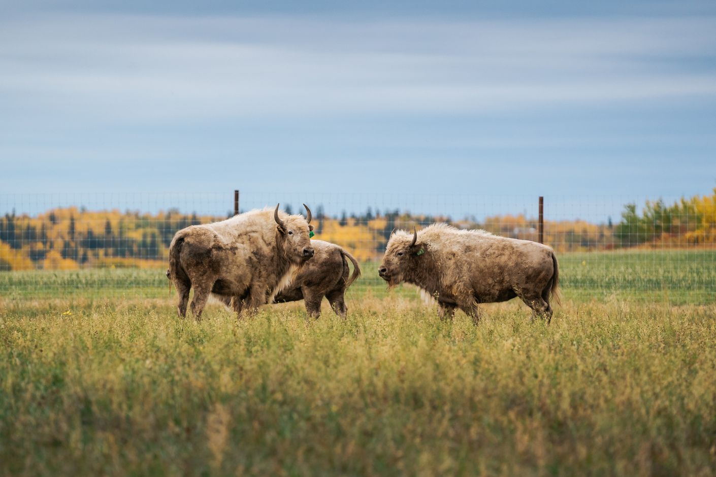 Roam Creative, Destination Canada