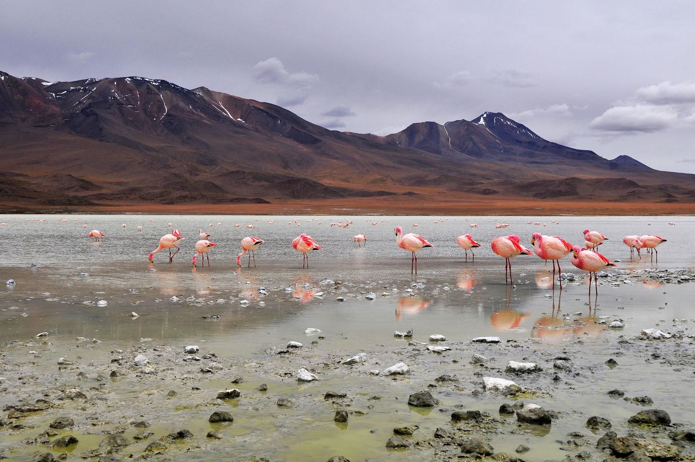 Bolivia flamingos in de laguna colorada