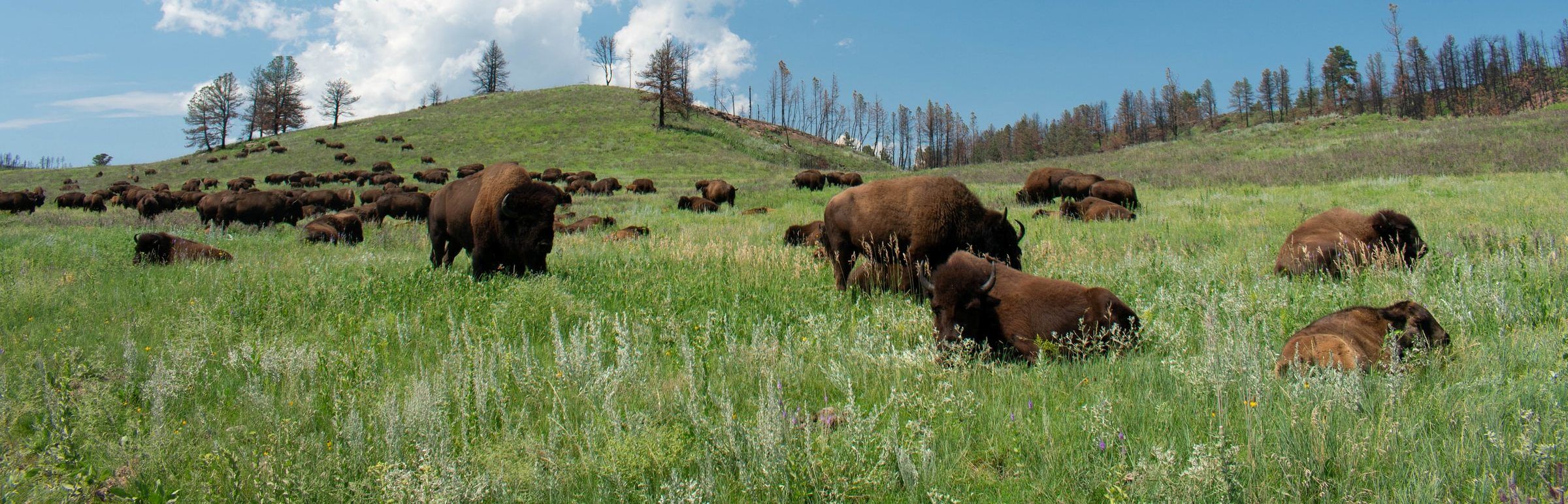 Tussen bizons en prairies in Custer State Park