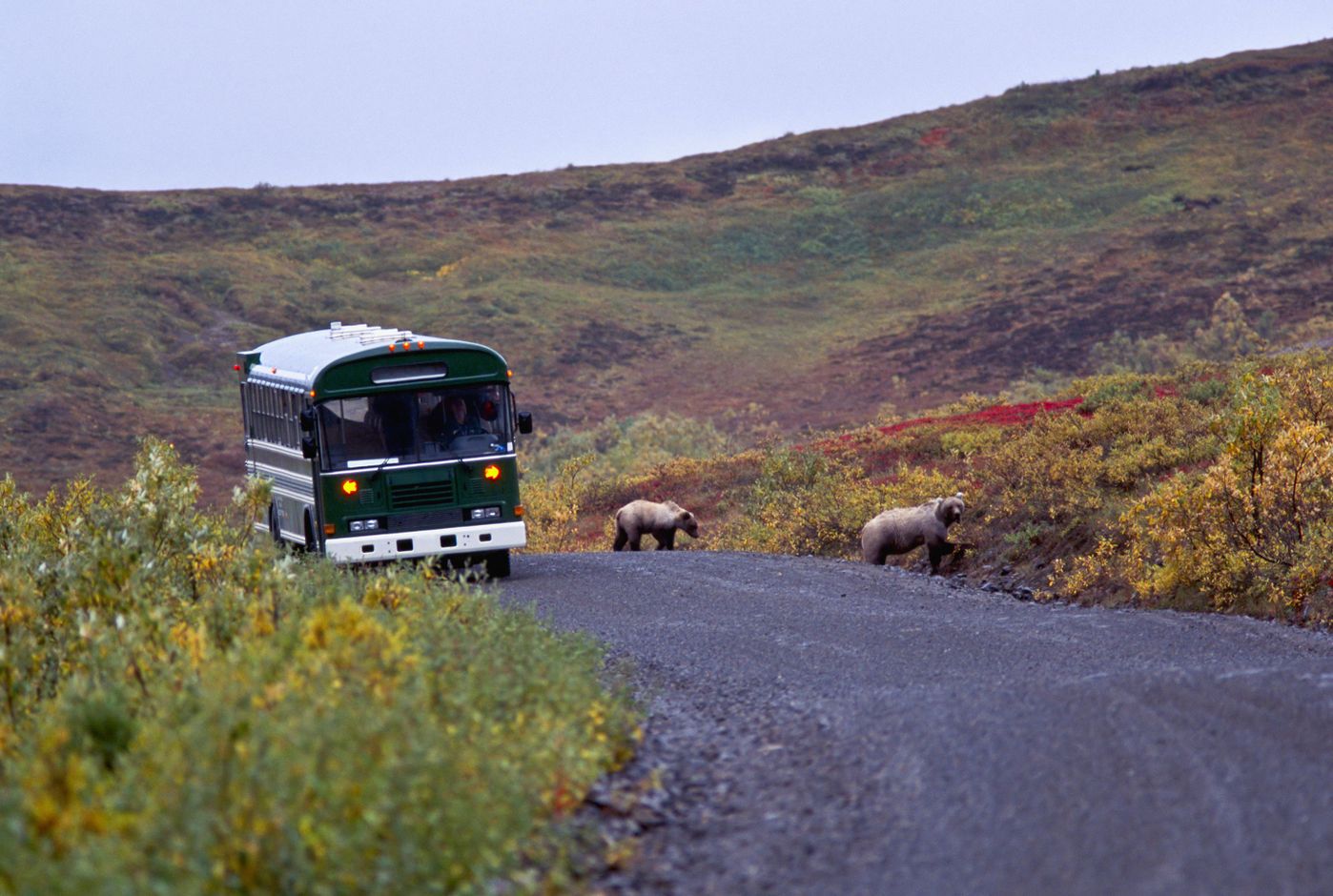 Denali Shuttlebus Tour