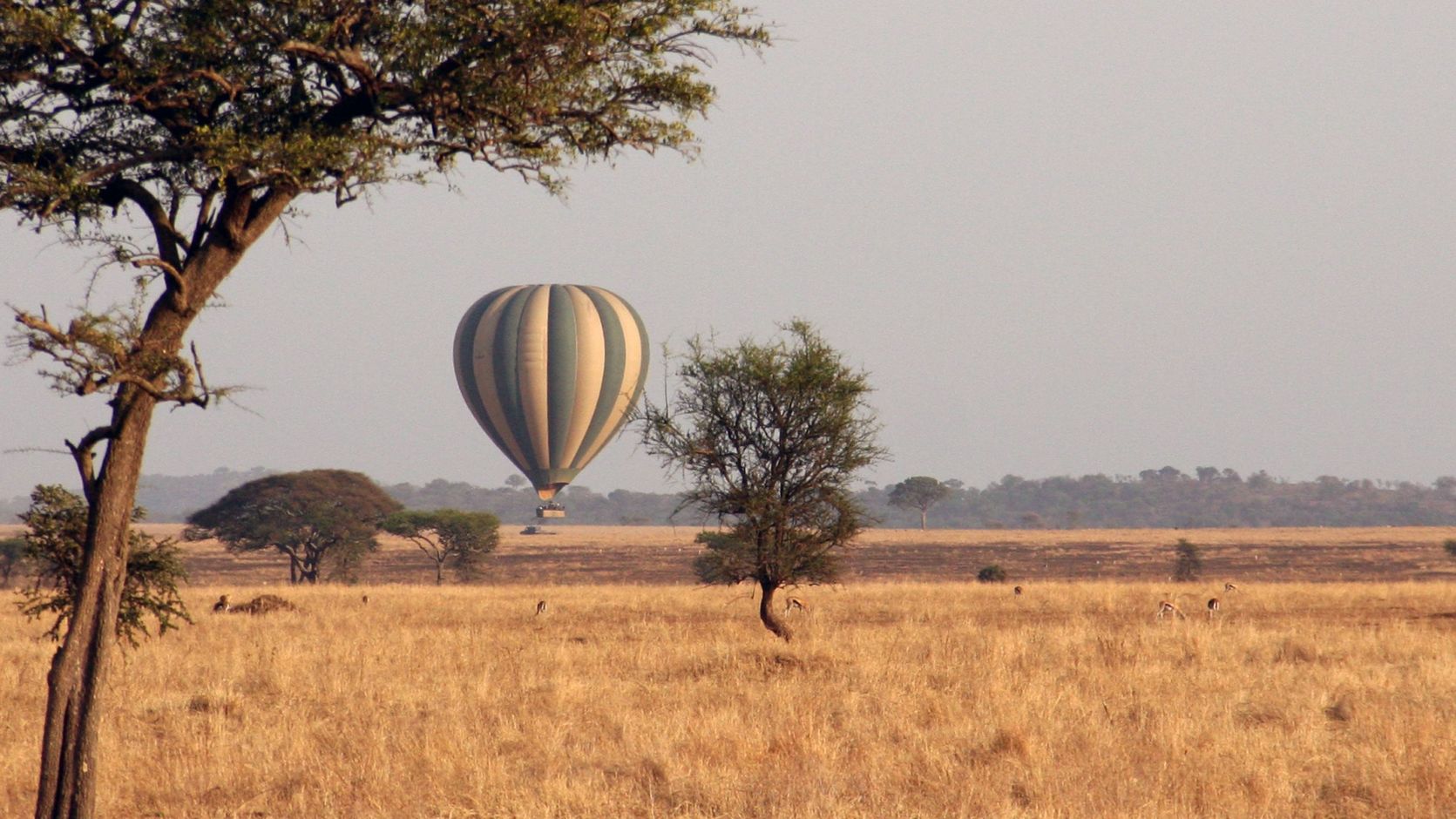 ballonsafari serengeti tanzania