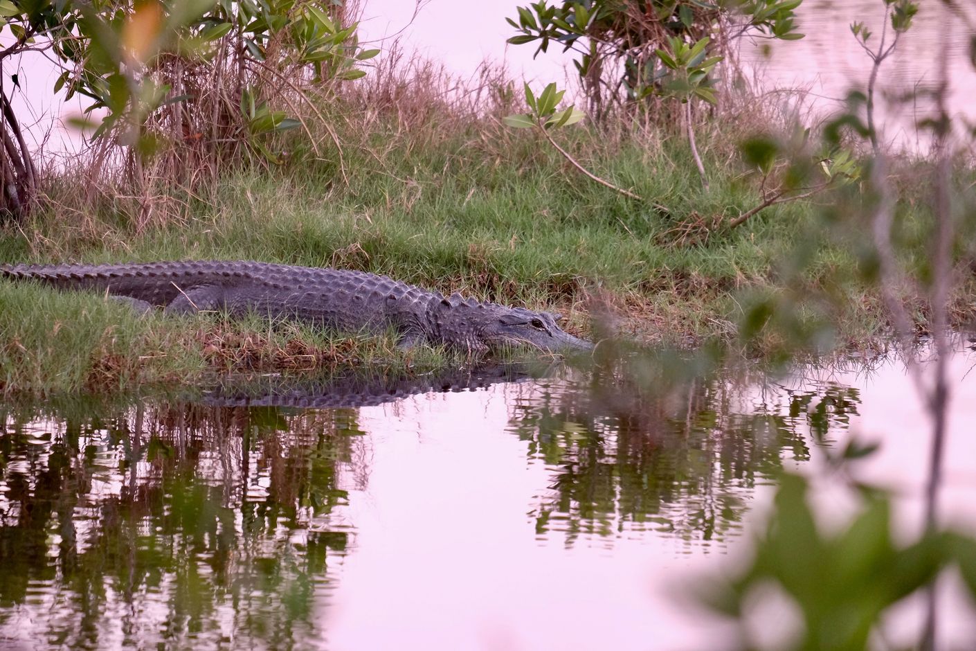 Op zoek naar alligators in de Everglades