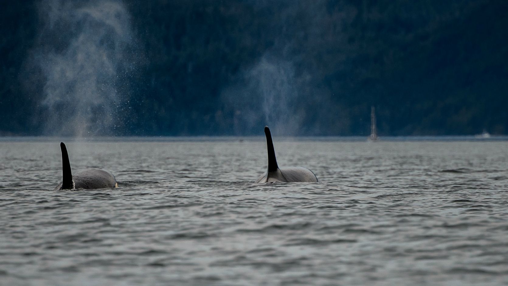 Groep orka&#039;s in de Strait of Georgia, Canada