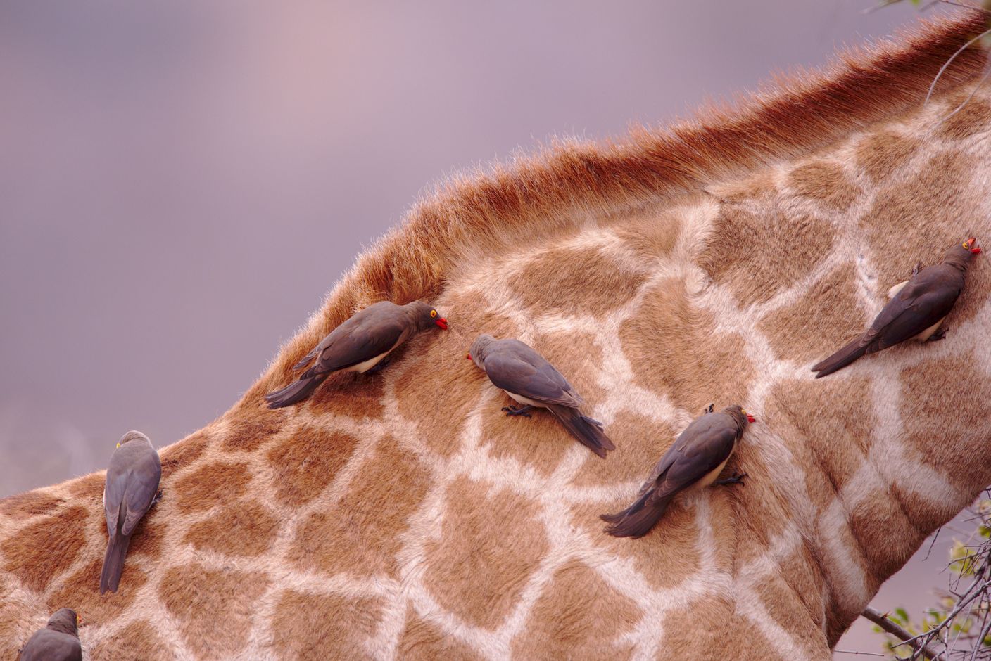 Zuid-Afrika safari wildlife giraf vogels