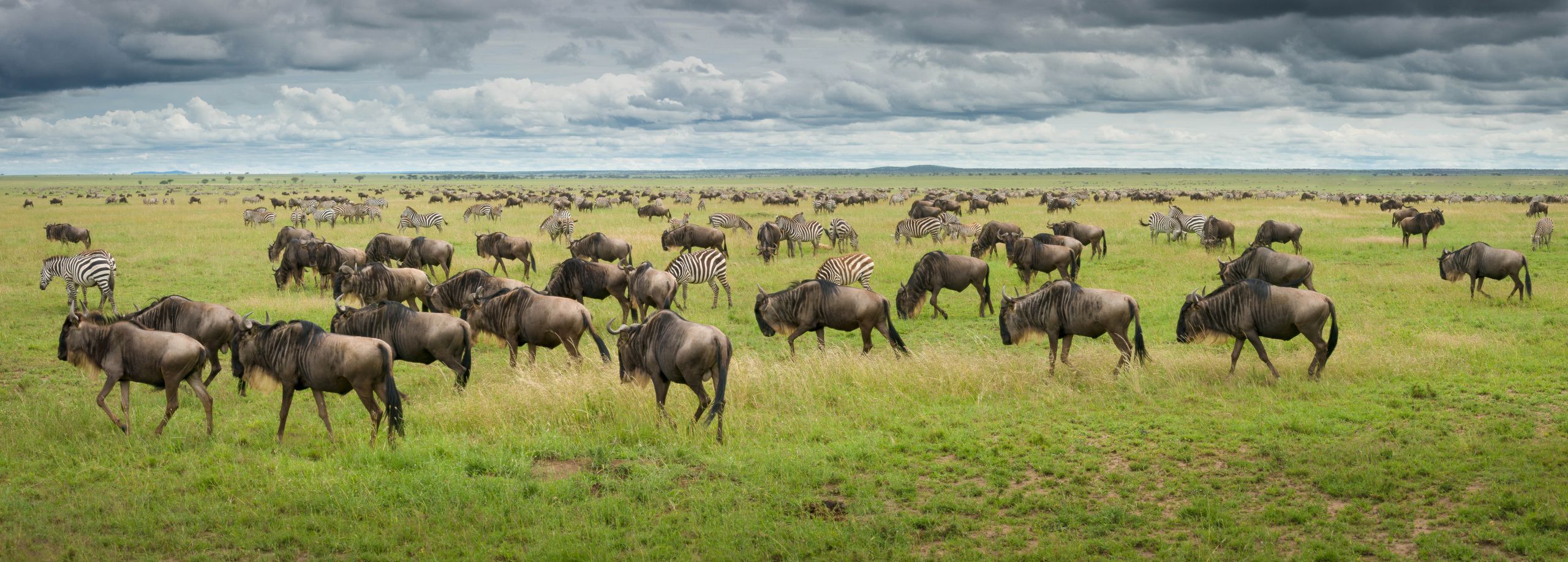 Tanzania great migration