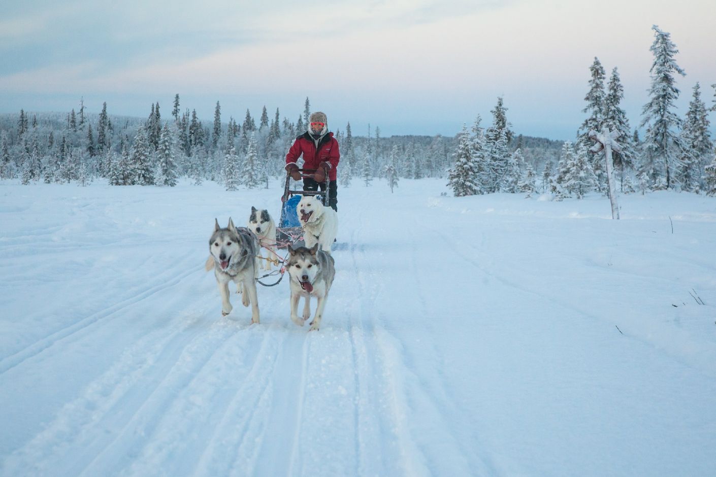 Sledehondentocht in Fins Lapland