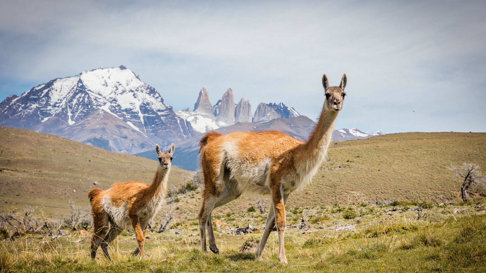 Latijns-Amerika Torres del Paine