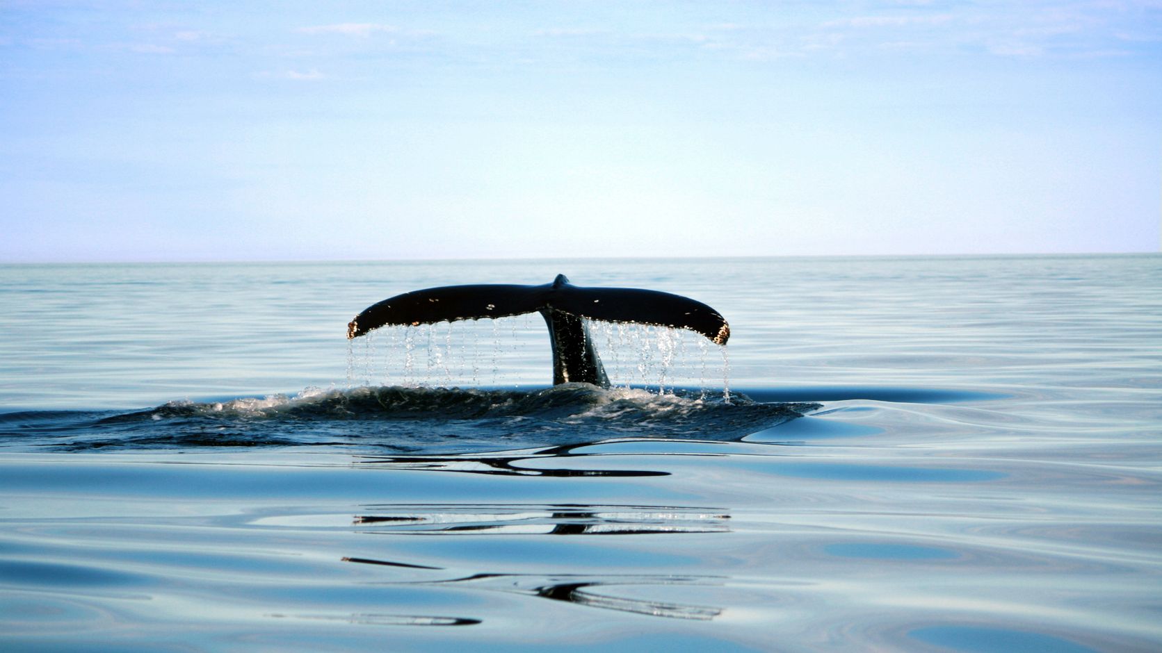 whale watching tadoussac