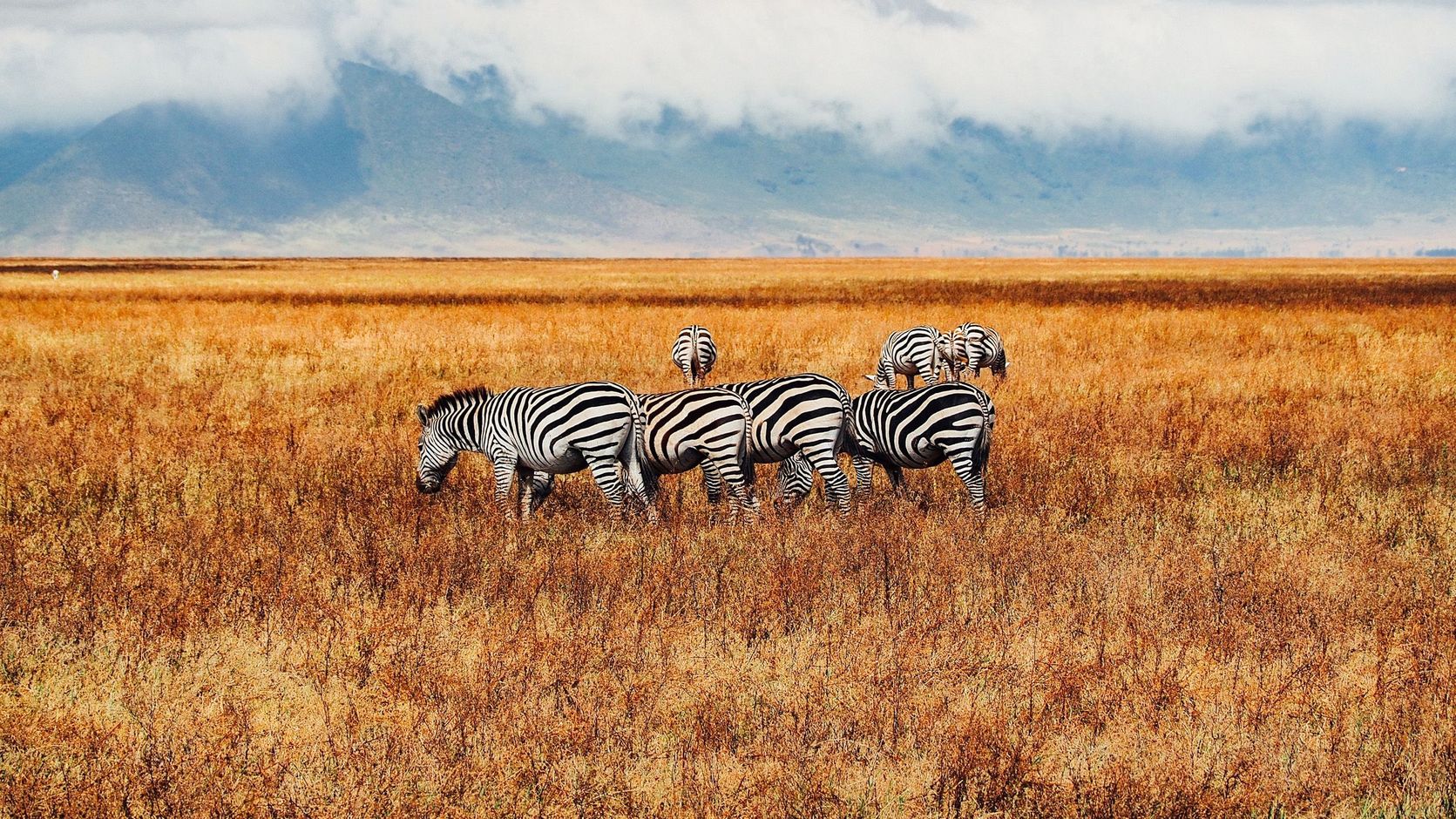 Tanzania Serengeti national park