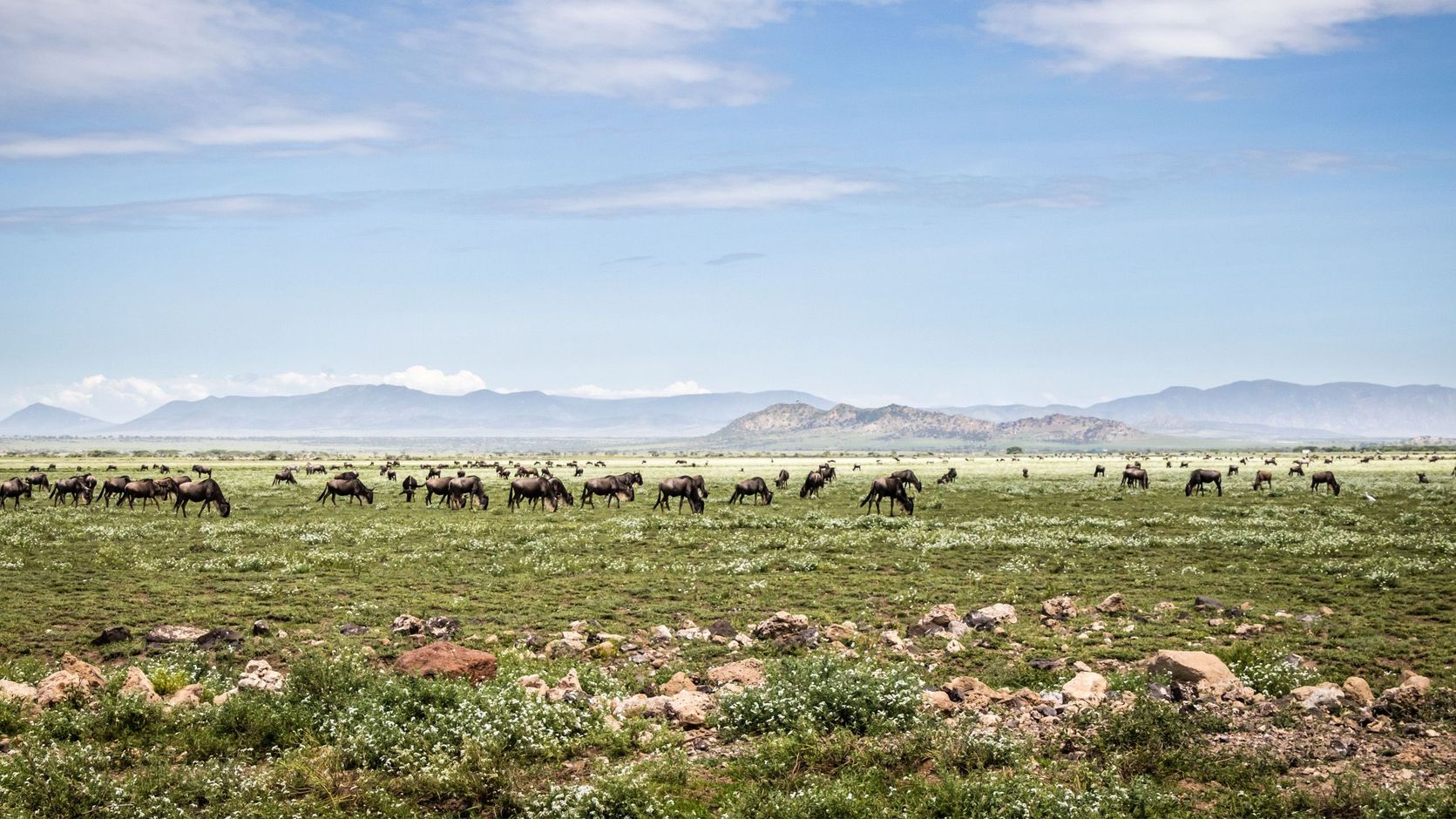 Safari nationale parken Tanzania