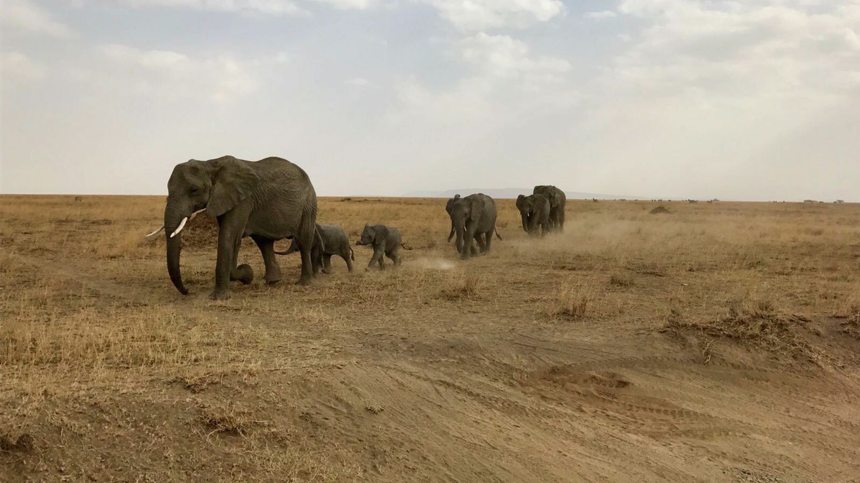 Olifanten in Serengeti NP