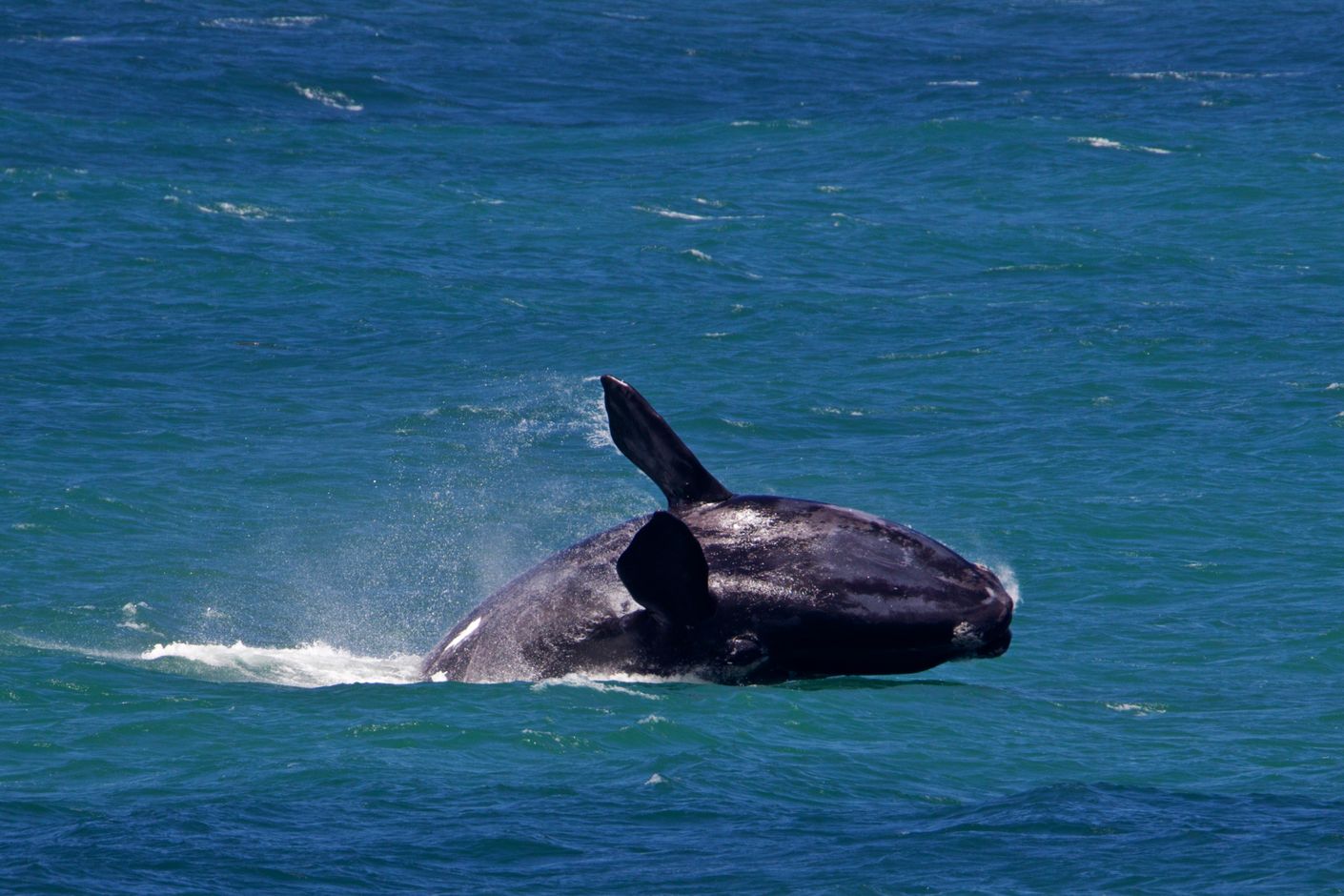 Walvissen spotten in Zuid-Afrika