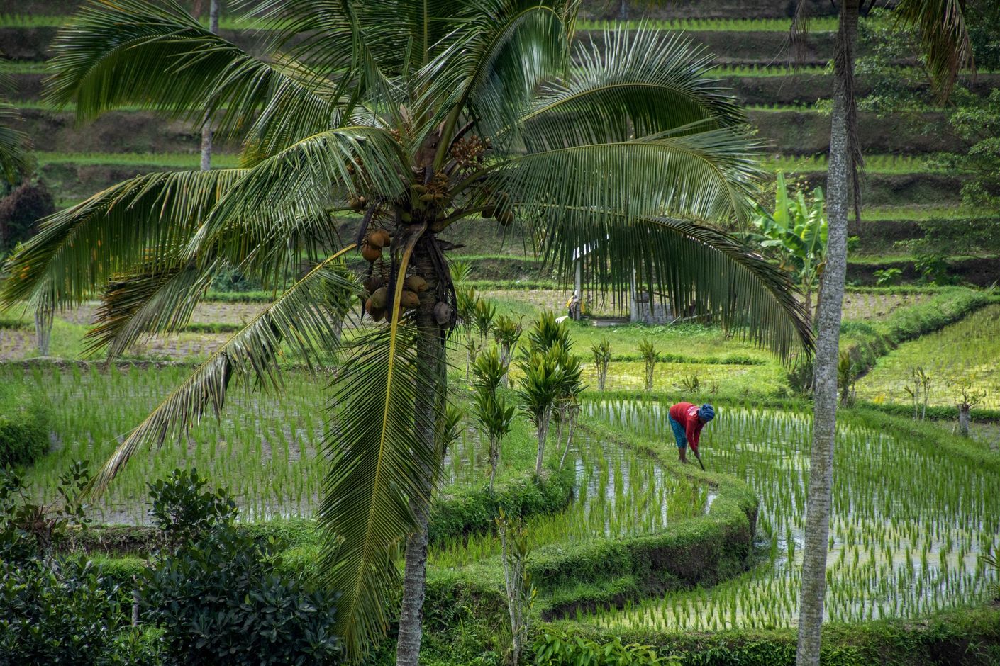Liefde in Indonesië