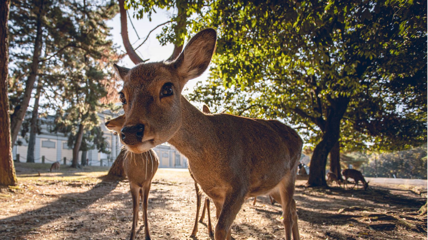 Japan Nara - Park herten