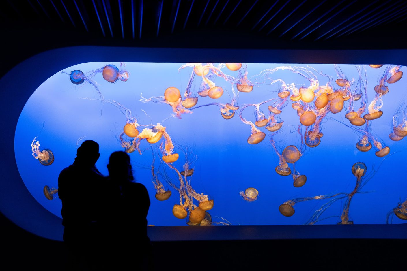 Monterey Bay Aquarium