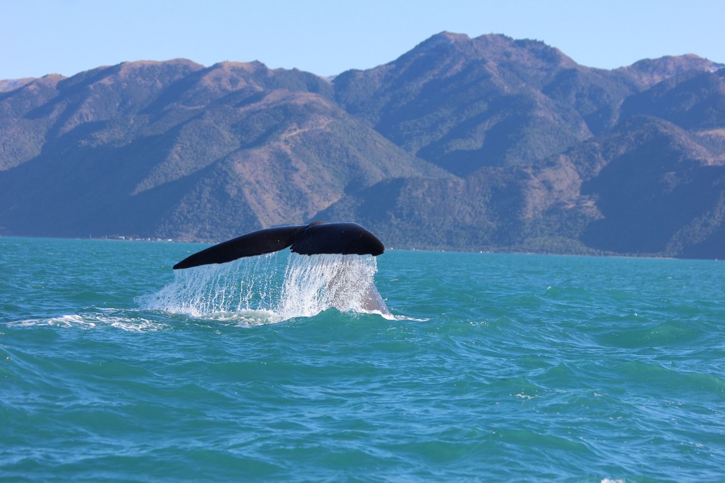Whale Kaikoura