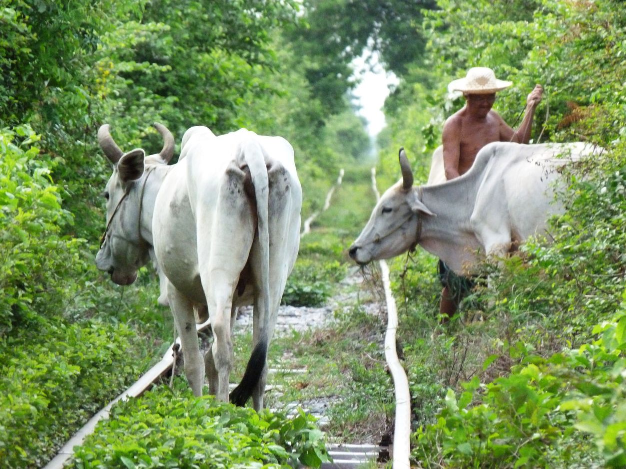 Wandeling in Battambang