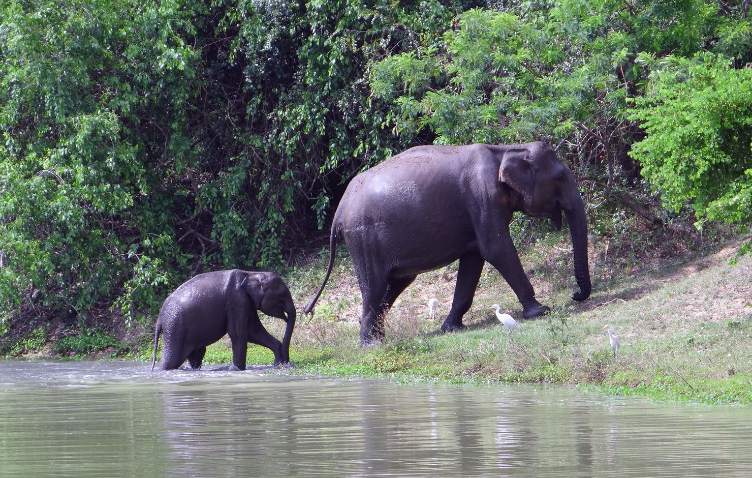Olifanten spotten op reis in Sri Lanka
