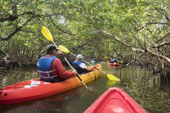 Kajakken door de mangroves
