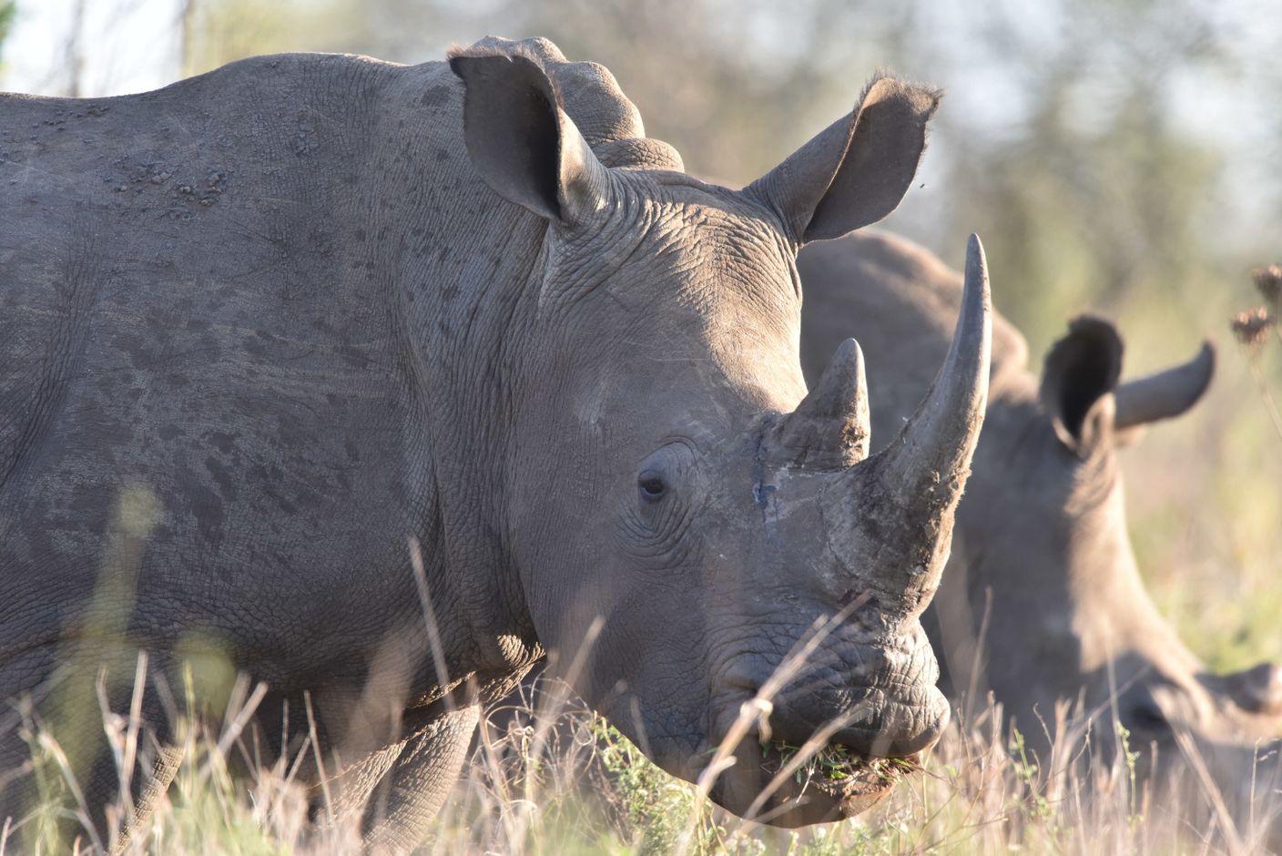 Witte neushoorn, Zuid-Afrika