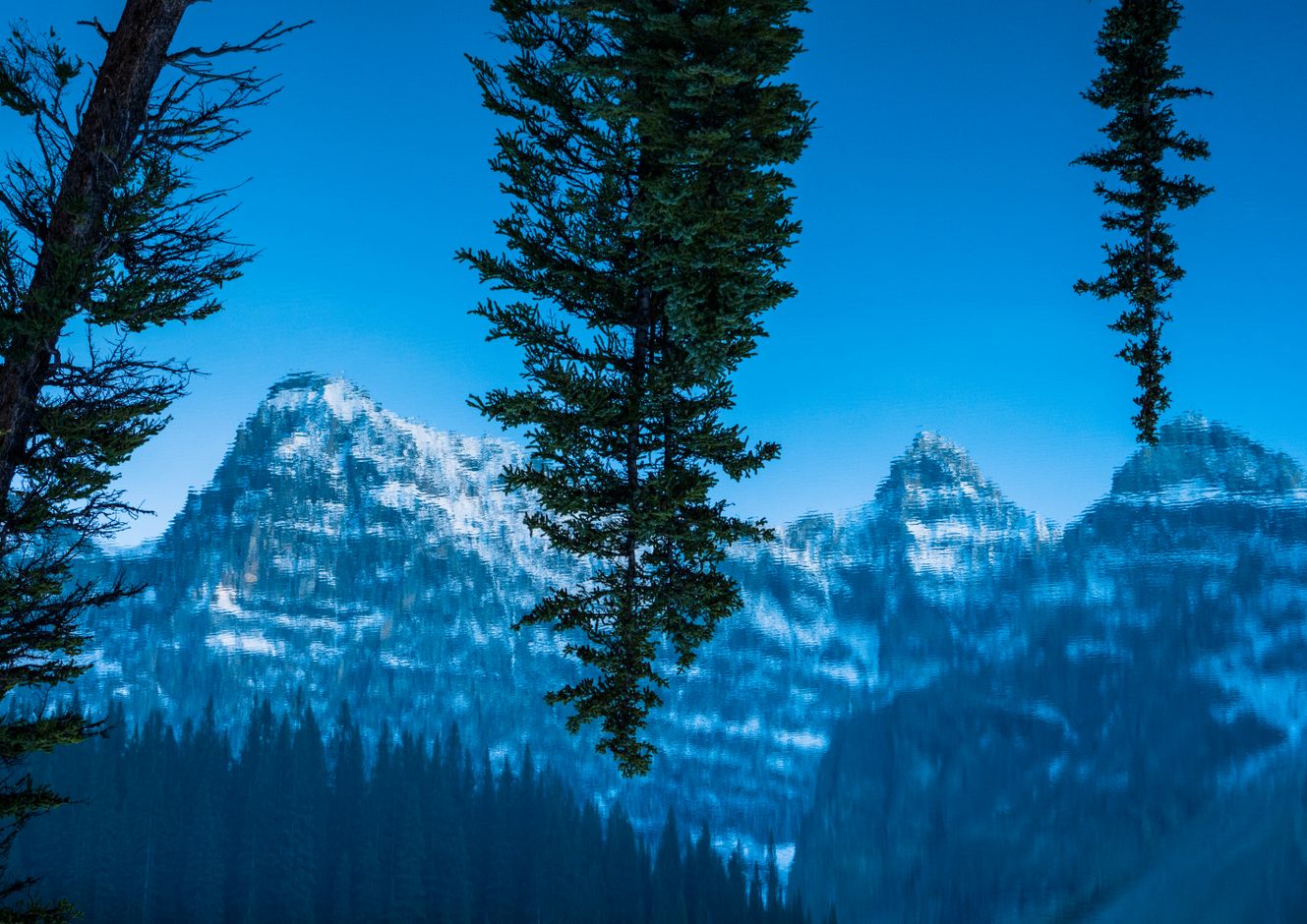 Canada wildlife nature